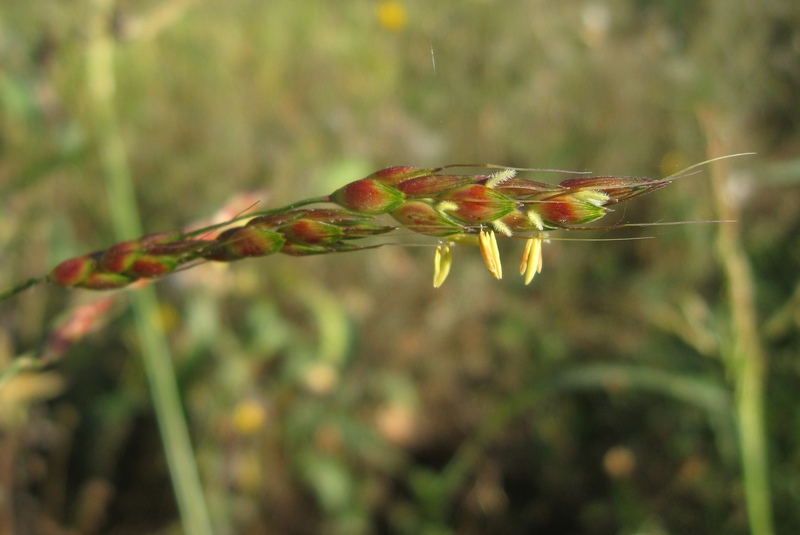 Image of Sorghum &times; drummondii specimen.