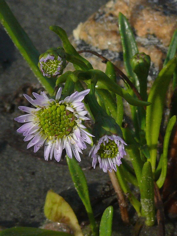 Изображение особи Tripolium pannonicum ssp. tripolium.