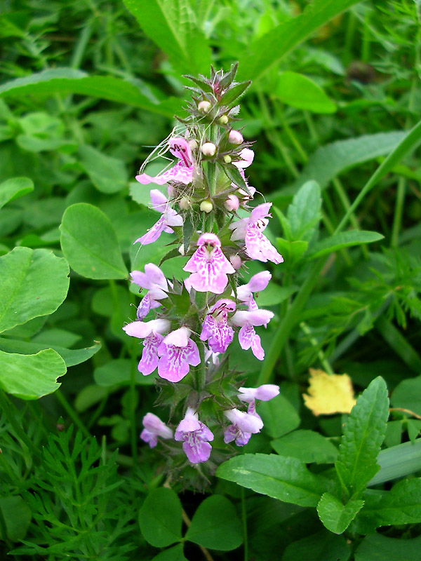 Изображение особи Stachys palustris.