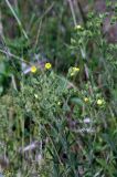 род Potentilla. Верхушка цветущего растения. Краснодарский край, окр. Новороссийска, обочина дороги в урочище \"Дюрсо\" недалеко от Абрау-Дюрсо. 03.06.2009.