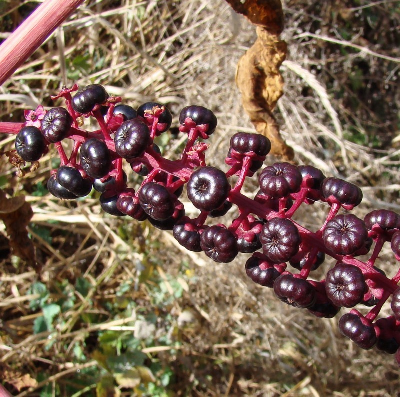 Image of Phytolacca americana specimen.