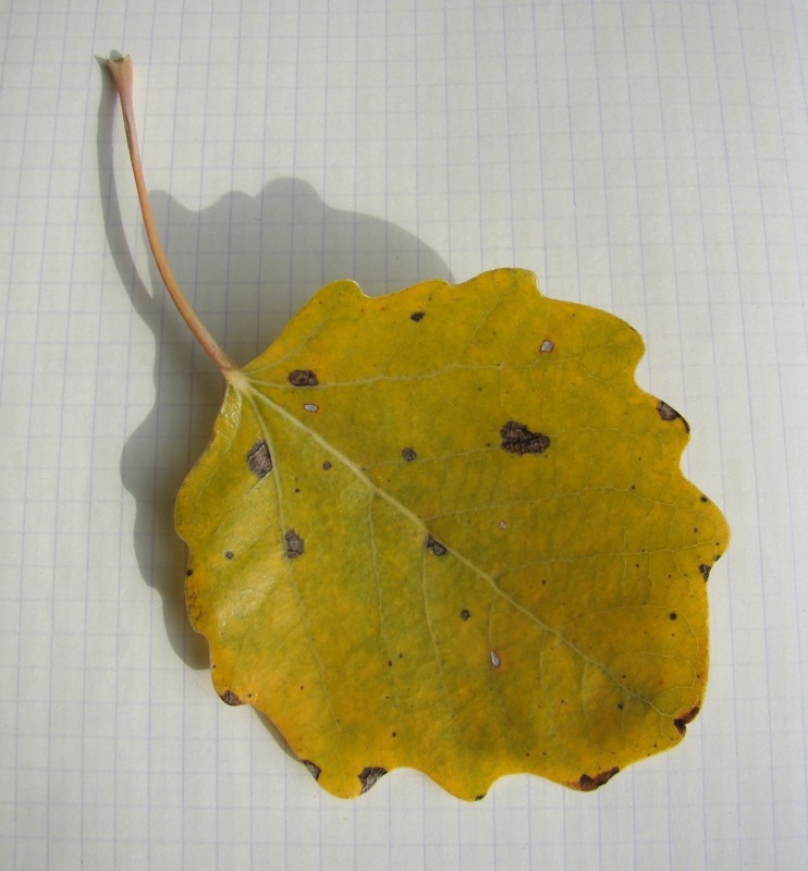 Image of Populus &times; canescens specimen.