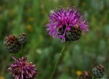 Centaurea scabiosa. Верхушка растения с соцветиями. Алтайский край, Краснощековский р-н, с. Тигирек. 28 июля 2007 г.