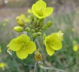 Diplotaxis tenuifolia. Цветки. Крым, Симферополь. 26 октября 2008 г.