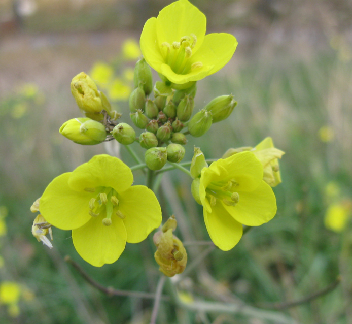 Изображение особи Diplotaxis tenuifolia.