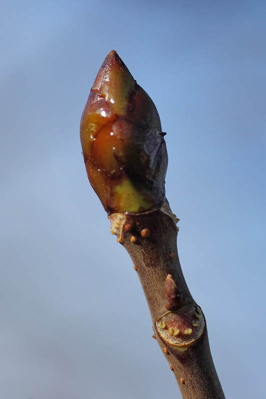 Image of Aesculus hippocastanum specimen.