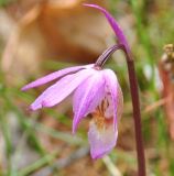 Calypso bulbosa