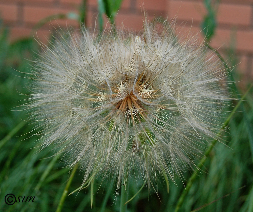 Image of Tragopogon dubius ssp. major specimen.