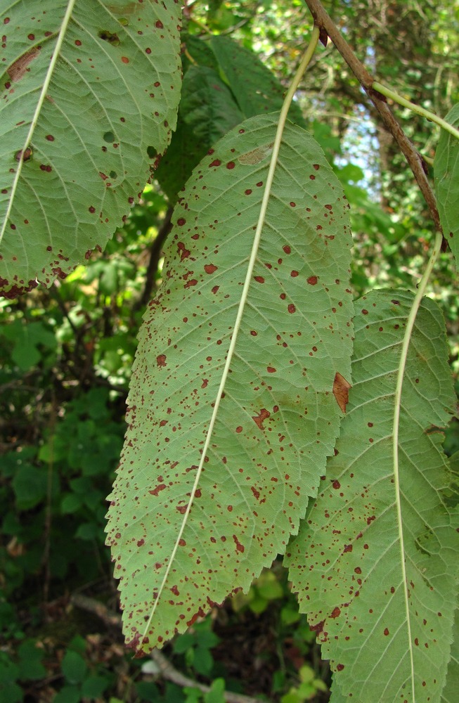 Image of Cerasus avium specimen.