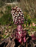 Petasites hybridus