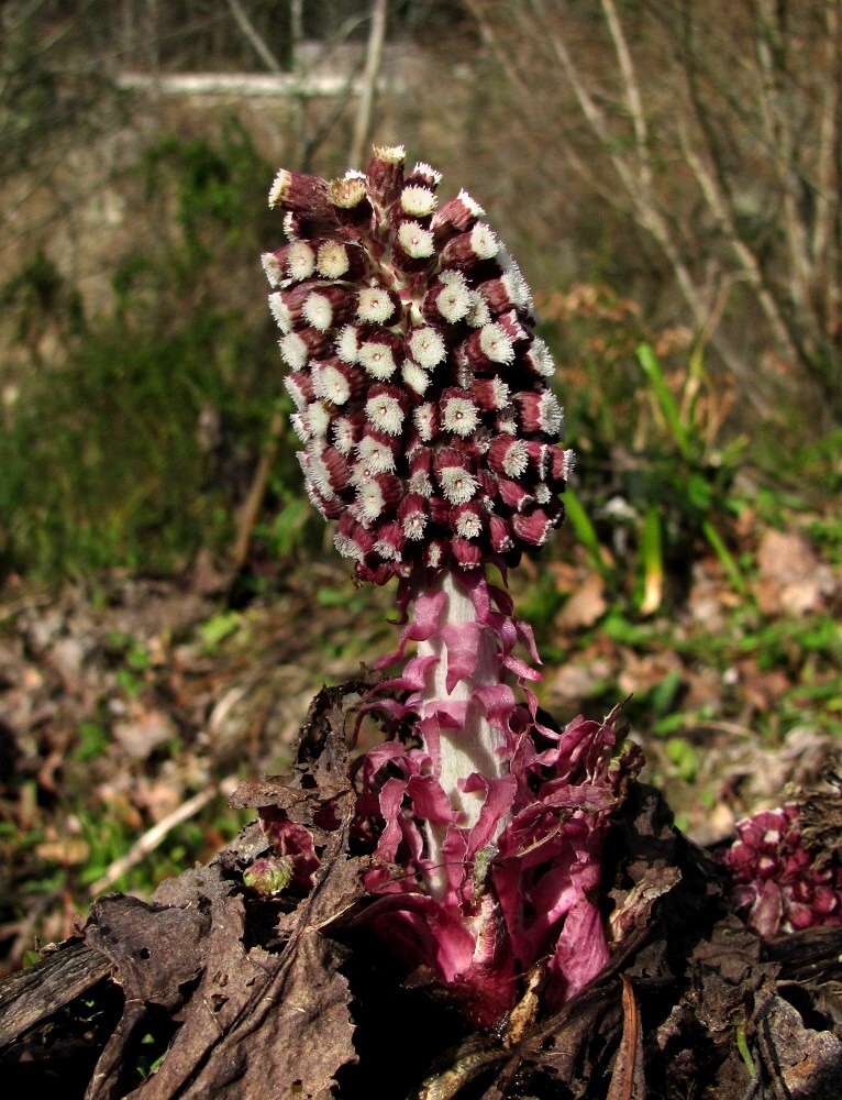 Изображение особи Petasites hybridus.