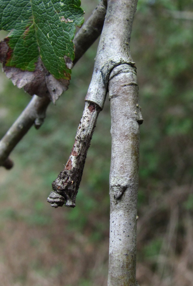 Изображение особи Malus sylvestris.