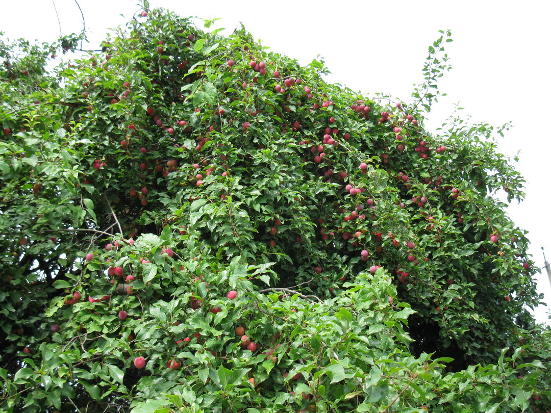 Image of Prunus cerasifera specimen.