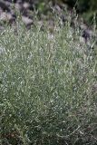 Artemisia juncea