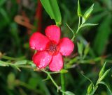 Linum grandiflorum