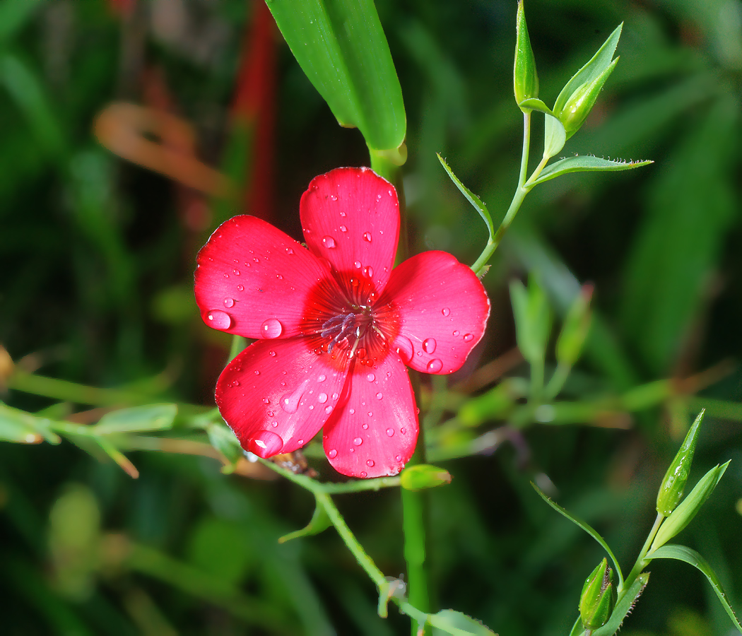 Image of Linum grandiflorum specimen.