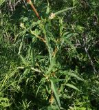 Aconogonon alpinum