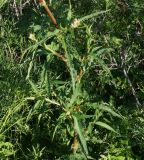 Aconogonon alpinum