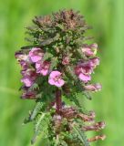 Pedicularis karoi