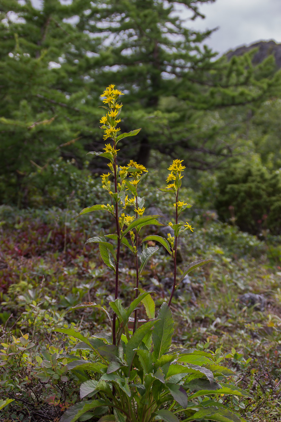 Изображение особи Solidago virgaurea.