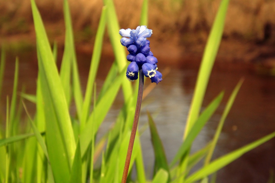 Image of Muscari botryoides specimen.