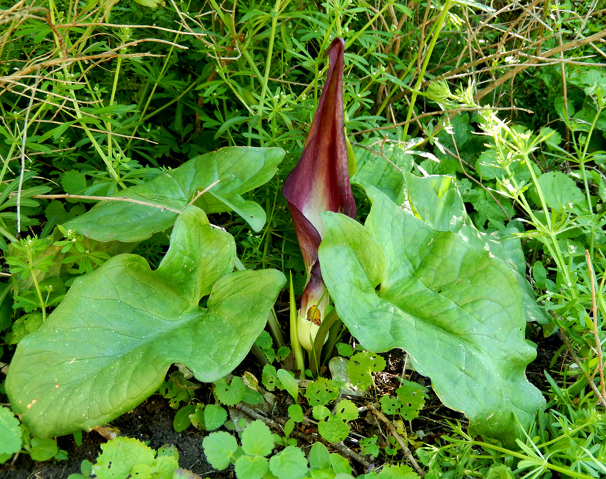 Изображение особи Arum elongatum.