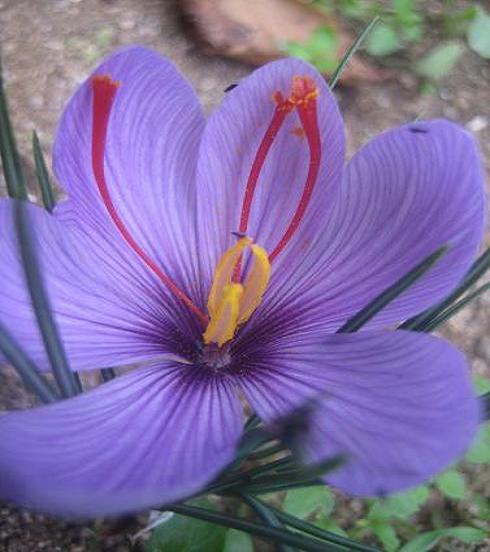 Изображение особи Crocus sativus.