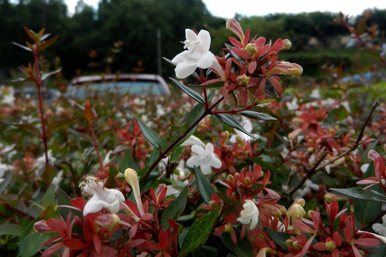 Image of Abelia &times; grandiflora specimen.