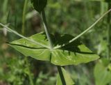Hypericum montbretii