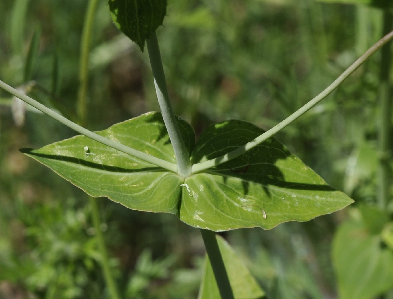 Image of Hypericum montbretii specimen.