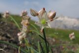 Allium schistosum. Соцветие. Адыгея, Кавказский биосферный заповедник, гора Гузерипль, осыпной склон из ожелезнённого слабокарбонатного песчаника с обломками сидерита, ≈ 2150 м н.у.м. 26.07.2015.