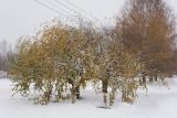 Betula pendula var. carelica