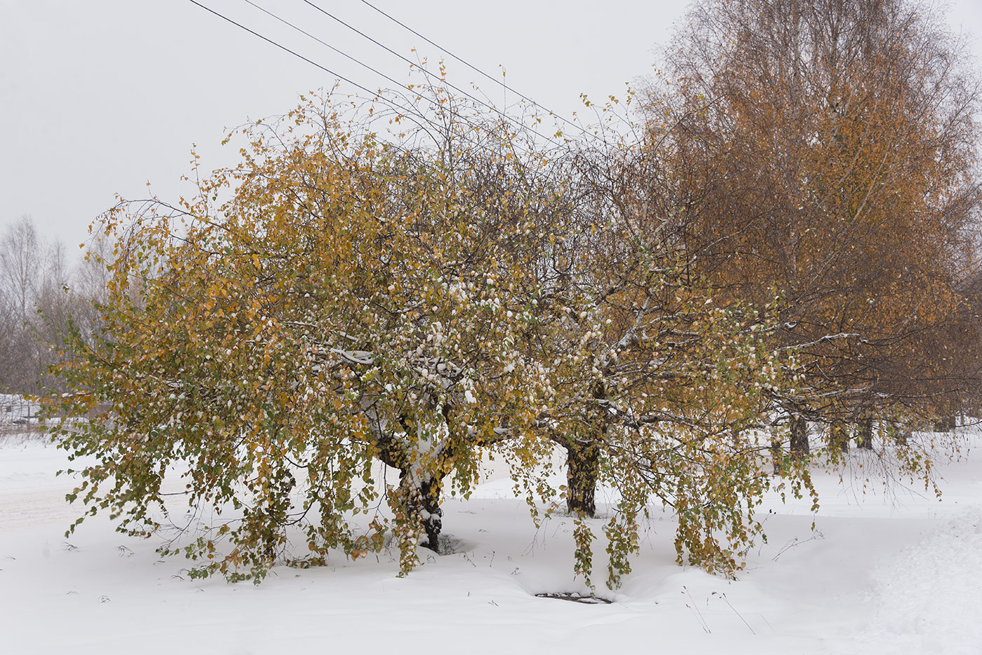 Image of Betula pendula var. carelica specimen.