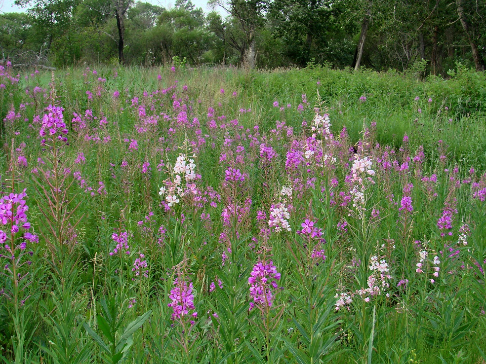 Изображение особи Chamaenerion angustifolium.