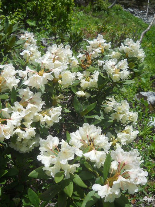 Image of Rhododendron caucasicum specimen.