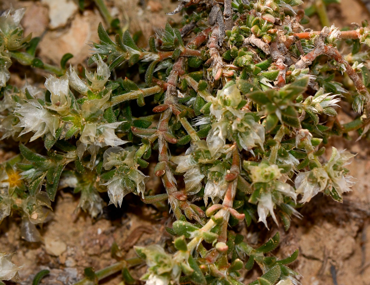 Image of Paronychia sinaica specimen.