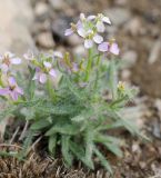 Dontostemon senilis