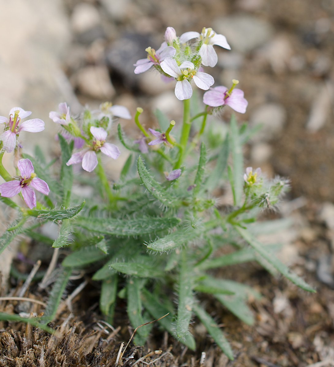 Изображение особи Dontostemon senilis.