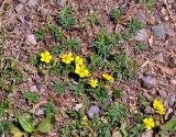 Potentilla tergemina. Цветущие растения. Иркутская обл., берег озера Байкал, окр. пос. Большие Коты, галечный пляж. 02.07.2015.