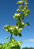 Rumex longifolius. Часть соцветия. Окр. Архангельска, свалка древесных отходов. 05.07.2012.