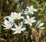 Image of taxon representative. Author is Юрий Данилевский
