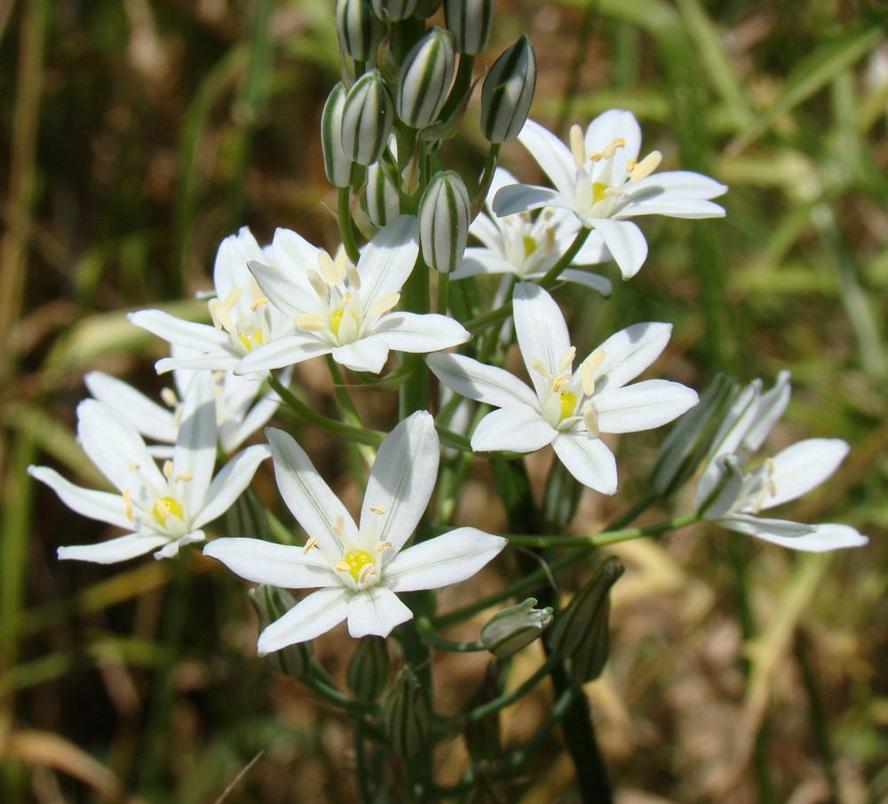 Image of Ornithogalum ponticum specimen.