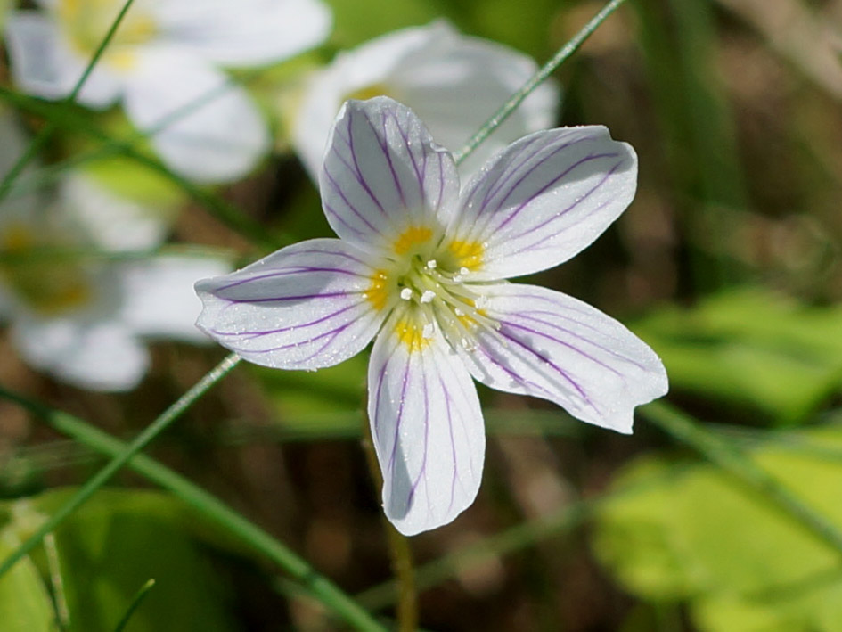 Изображение особи Oxalis acetosella.