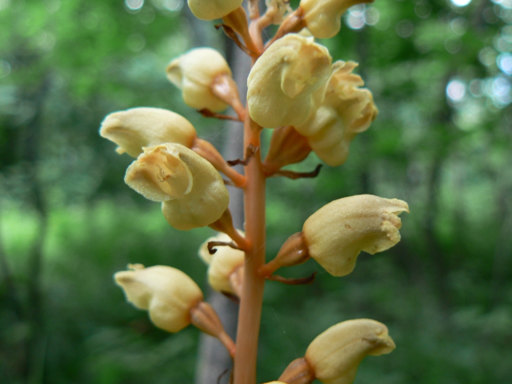 Image of Gastrodia elata specimen.