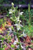 Platanthera bifolia. Верхушка соцветия. Свердловская обл., Североуральский городской округ, окр. пос. Сосьва, бывшая дер. Воскресенка, склон долины р. Сосьва, лиственнично-елово-сосновый лес. 13.06.2015.
