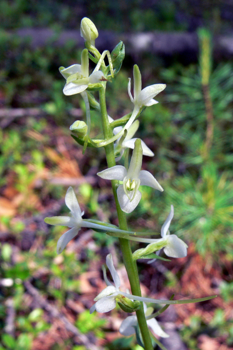 Изображение особи Platanthera bifolia.