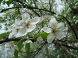 genus Pyrus