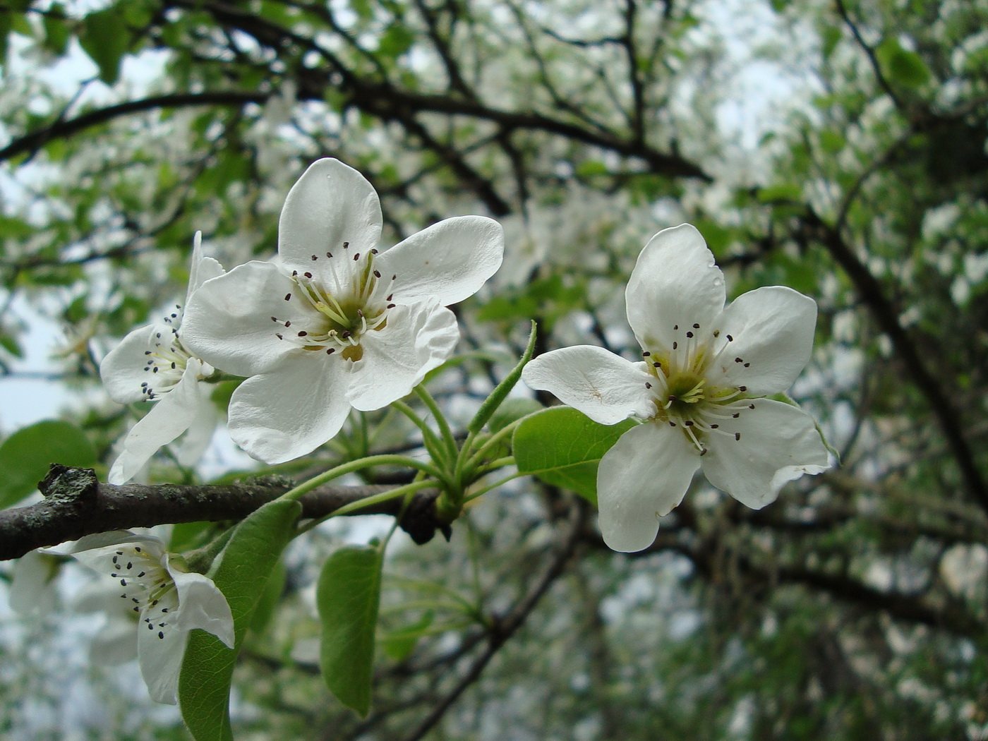 Изображение особи род Pyrus.
