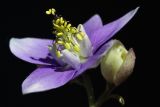 Aquilegia parviflora. Цветок и бутон. Приморский край, Находкинский городской округ, окр. пос. Врангель, исток пади Лемберта (басс. р. Глинка), дубовый лес. 10.05.2015.