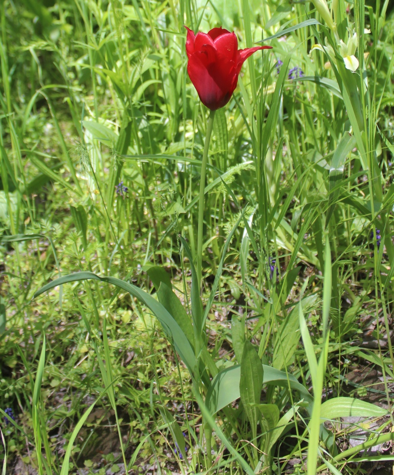 Изображение особи Tulipa ingens.